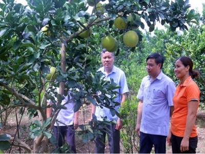 Farm-based economy contributes to new rural area building in Bac Ninh