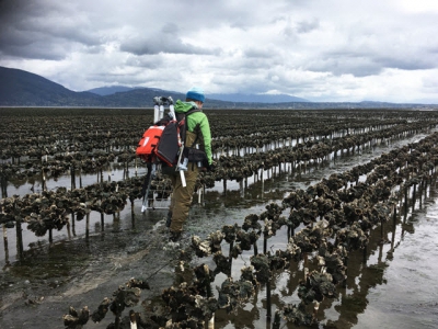 To protect sensitive habitat, oyster farms turn to high-tech tools