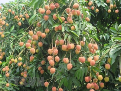 Japan opens door for Vietnamese lychee