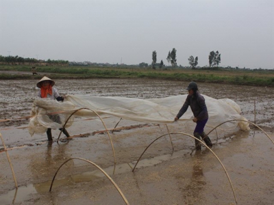 Thêm một vụ xuân ấm, các tỉnh phía Bắc cần lưu ý gì?