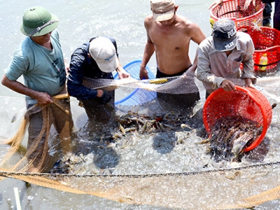 Kiên Giang - Build a shrimp farm free from diseases