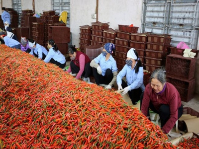 Stronger links between firms, farmers bolster agriculture in Bac Ninh