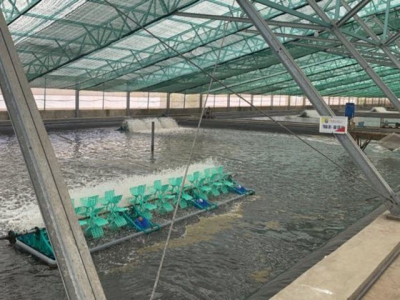 Viet Uc to build its first shrimp processing plant next year