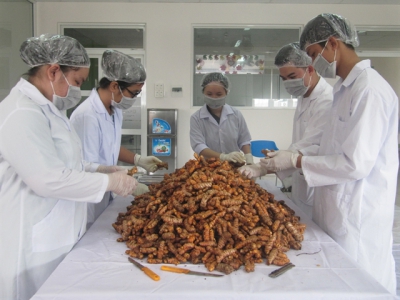 Turmeric offers remedy that profits farmers