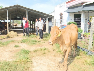 Pham Van Canh work on supporting pilot cattle-feeding cooperatives applying high technology