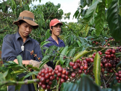 Bayer, Nestlé enhance Vietnams agricultural value chains