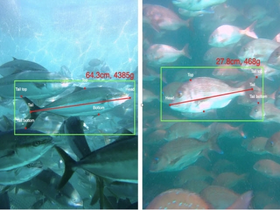 Umitron ra mắt hệ thống cân đo cá tự động