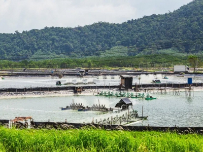 Can remote sensing help shrimp aquaculture meet sustainability commitments?