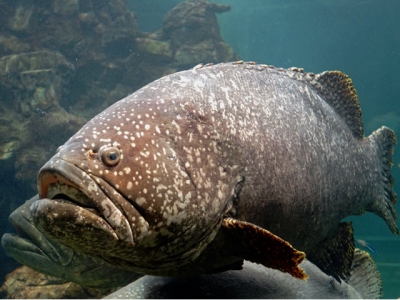 The live feed that could revolutionise grouper aquaculture