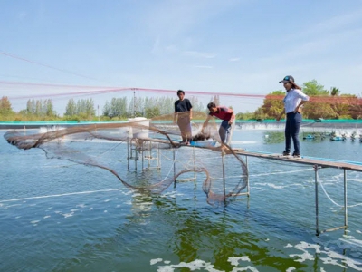 Top 10 tips for shrimp farming – the basics - Part 2