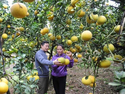 Luc Ngan strives to become national key fruit growing area