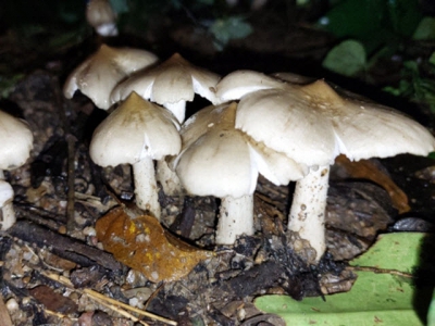 Harvest season of the 'king of mushrooms'