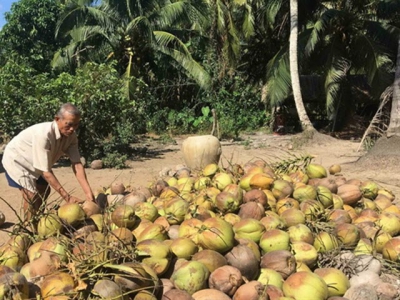 Trà Vinh expands organic coconut farming