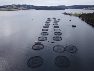 Battery-hen farming of the sea: sustainable alternatives to eating salmon