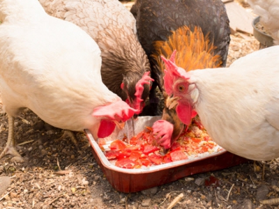 Food experts, chefs team up to turn food waste into feed for sustainable chickens