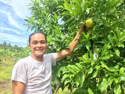 Tiềm năng cây vú sữa hoàng kim