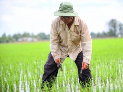 Notable imprints of rice farmers in the Mekong Delta