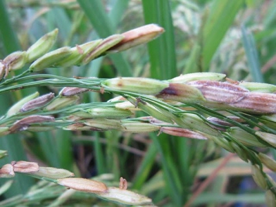 Nguyên nhân và cách phòng trị bệnh lem lép hạt lúa