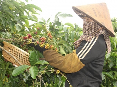 Tây Nguyên region eyes sustainable coffee cultivation, higher export value