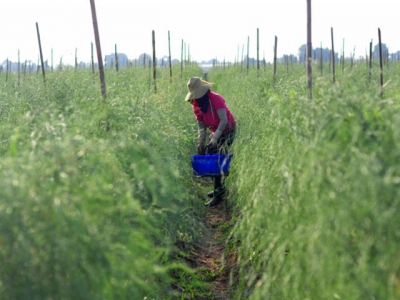 Organic green asparagus farming generates high income for Ninh Thuan farmers