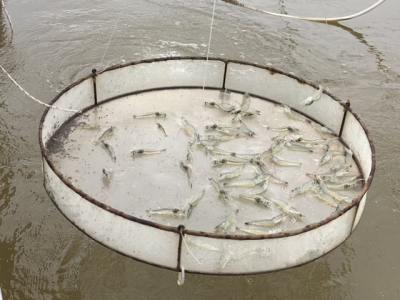 Bioproducts used to replace antibiotics in white leg shrimp farming with bio-safety