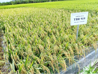 Doseco develops a strategy to create new rice varieties for the Mekong Delta