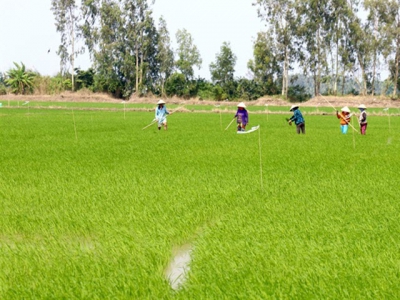 Mekong Delta farmers face low profits from winter – spring rice crop