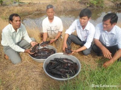 Nông Dân Khá Lên Nhờ Nuôi Cá Bống Tượng Ở Hồng Dân (Bạc Liêu)