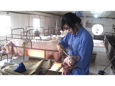 Hiệu Quả Từ Mô Hình Nuôi Lợn Theo Công Nghệ Thái Lan Ở Giao Thủy (Nam Định)