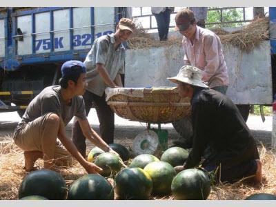 Phấn Khởi Vì Dưa Hấu Được Mùa, Được Giá Ở Quảng Ngãi