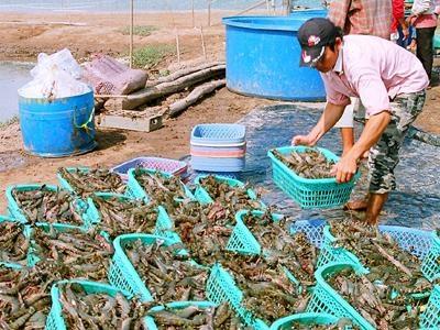 Giá Tôm Nguyên Liệu Tăng Cao Ở Cà Mau