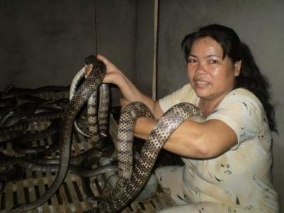 Phú Yên Nuôi loài rắn dài ngoẵng ăn ít đưa tay vơ được cả đống cứ bán 1  con thu 800 ngàn đồng
