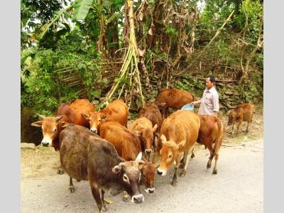 Chuyện Về Vua Bò Ở Pác Nặm (Bắc Kạn)