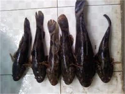 Mô Hình Sản Xuất Giống Cá Bống Bớp Ở Quỳnh Lưu
