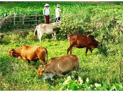 Vân Canh (Bình Định) Nỗ Lực Cải Tạo Đàn Bò