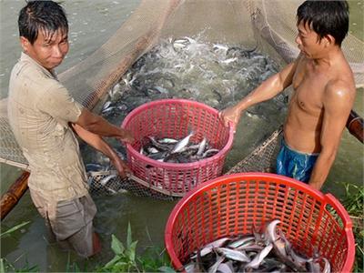 Cảnh Giác Giá Cá Tra Tăng Nóng