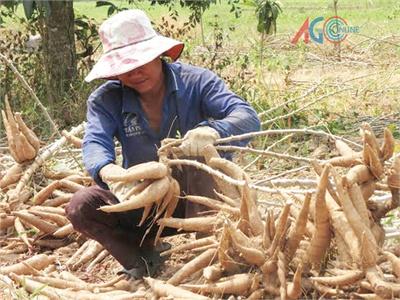 Niềm Vui Với Khoai Mì Vùng Bảy Núi