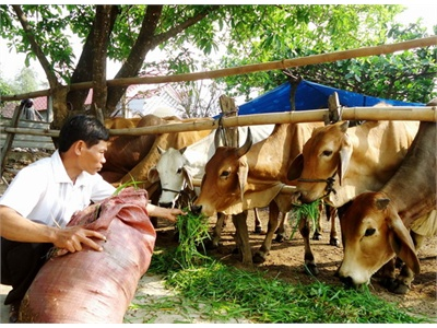 Làng Bò Lai Vĩnh Thọ (Bình Định)