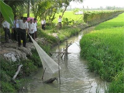 Nông Dân Tỉnh Cà Mau Phấn Khởi Được Mùa Cá Đồng