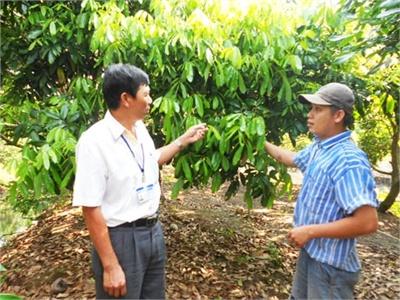 Nhãn Ido Cây Trồng Triển Vọng Ở Cù Lao Tân Phong (Tiền Giang)