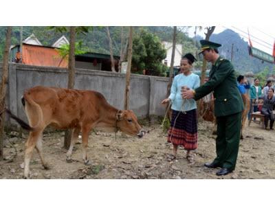 Nghệ An Tặng Bò Hộ Nghèo Biên Giới