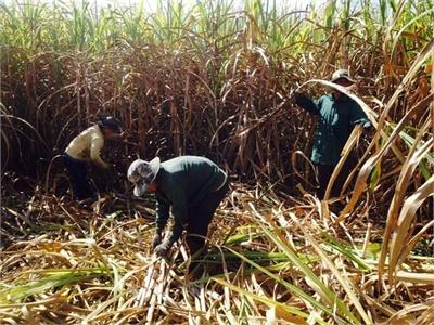 Người Trồng Mía Năm Nay Thấy Đắng Vì Các Chi Phí Đầu Tư Tăng Cao, Trong Khi Năng Suất, Giá Mía Thu Mua Lại Thấp