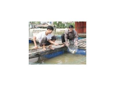 Nuôi cá chẽm quảng canh ở long thọ