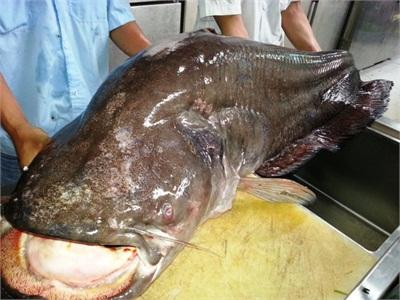 Bắt Cá Leo Khủng Nặng 65kg Trên Sông Nha Mân