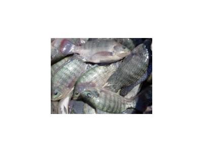 Những điều chú ý khi nuôi cá rô phi bằng thức ăn công nghiệp