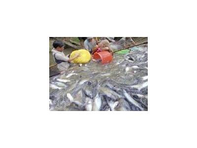 Quy trình sử dụng thuốc trong nuôi cá tra