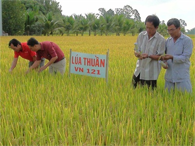 Tân Châu (An Giang) Trình Diễn Mô Hình Trồng Thực Nghiệm Giống Lúa Thuần VN121