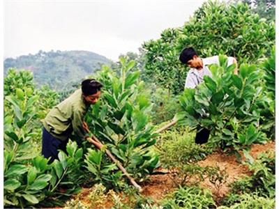 Rừng Tốt, Dân Giàu