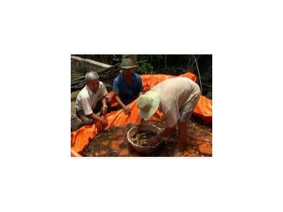 Bệnh tiêm mao trùng bám trên tôm càng xanh