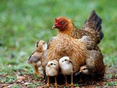 Các yếu tố ảnh hưởng đến tiêu thụ thức ăn trong chăn nuôi gà